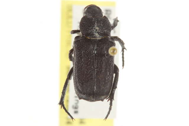 Image de Cremastocheilus (Macropodina) crinitus Le Conte 1874