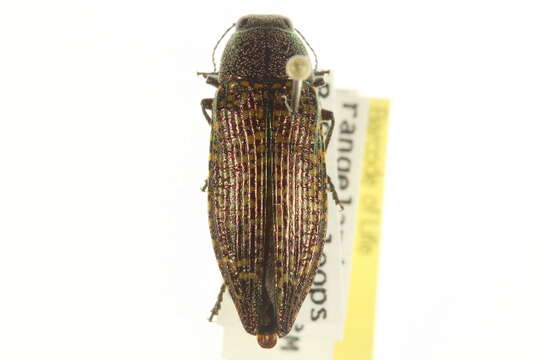 Image of Buprestis confluenta Say 1823