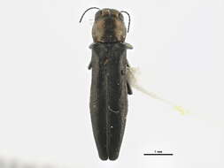 Agrilus egenus Gory 1841 resmi