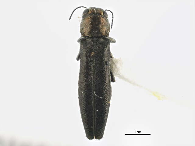 Agrilus egenus Gory 1841 resmi