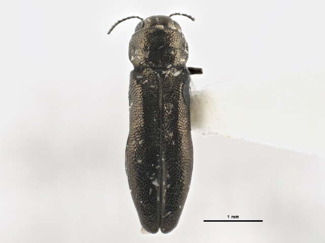 Agrilus egenus Gory 1841 resmi