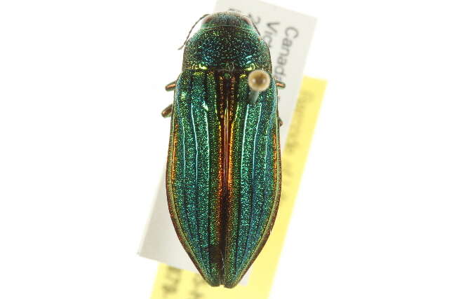 Image of Golden Buprestid