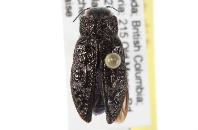 Image of Metallic Wood Boring Beetles