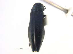 Image of Agrilus