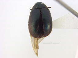 Image of Morychus oblongus (Le Conte 1857)