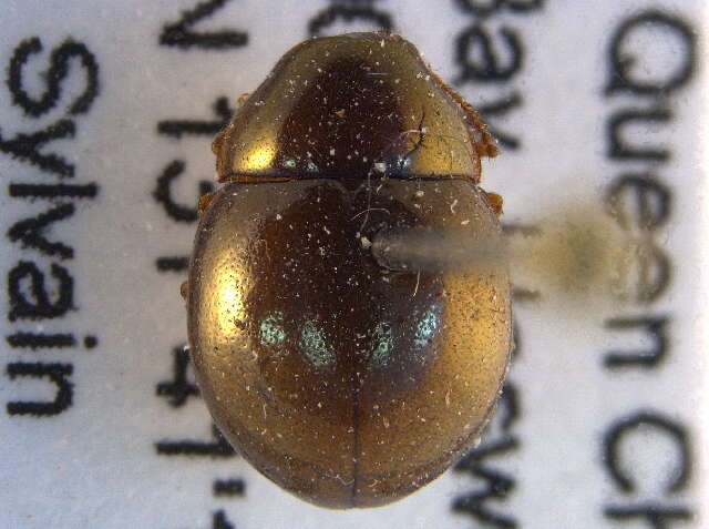 Image of pill beetles