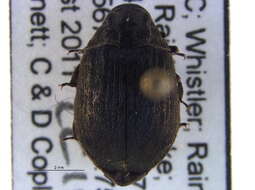 Image of pill beetles