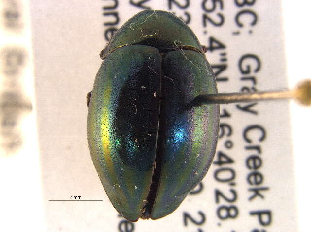 Image of pill beetles