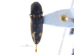 صورة <i>Megapenthes stigmosus</i>