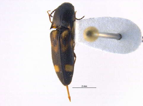 صورة <i>Megapenthes stigmosus</i>