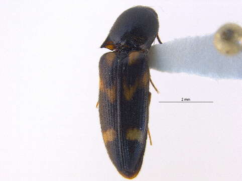 صورة <i>Megapenthes stigmosus</i>