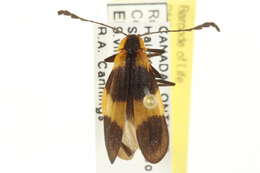 Image of Banded Net-wing