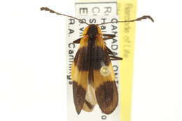 Sivun Calopteron reticulatum (Fabricius 1775) kuva