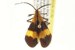 Sivun Calopteron reticulatum (Fabricius 1775) kuva