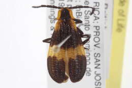 Sivun Calopteron reticulatum (Fabricius 1775) kuva