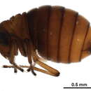 Image of Caurinus dectes Russell 1979