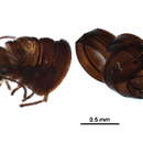 Image of <i>Caurinus tlagu</i>