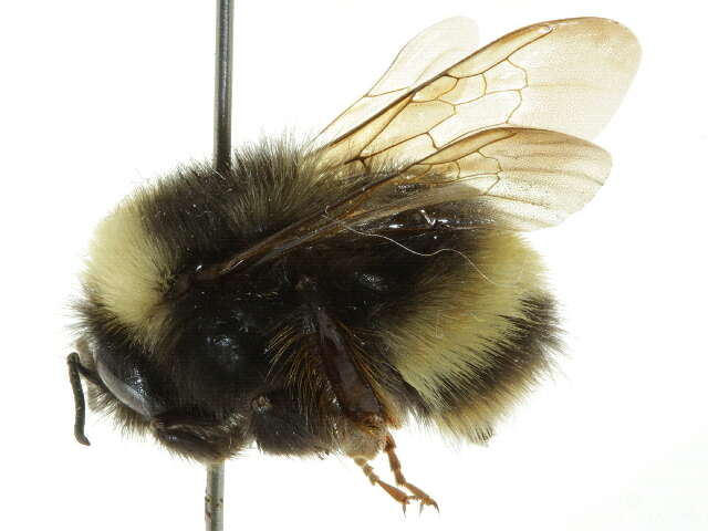 Слика од Bombus occidentalis Greene 1858