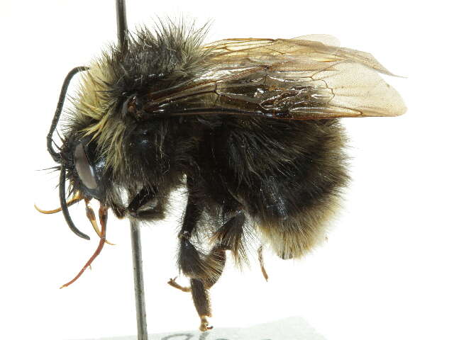 Слика од Bombus occidentalis Greene 1858