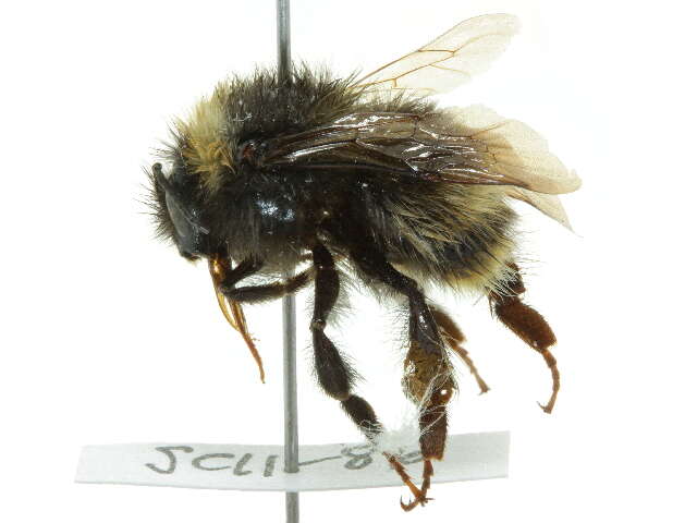 Слика од Bombus occidentalis Greene 1858