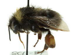 Слика од Bombus occidentalis Greene 1858