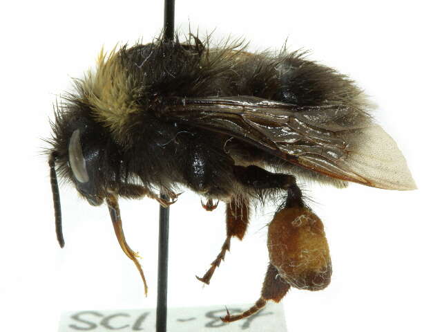 Слика од Bombus occidentalis Greene 1858