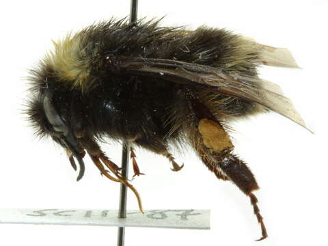 صورة Bombus occidentalis Greene 1858