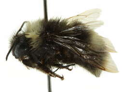 Слика од Bombus occidentalis Greene 1858