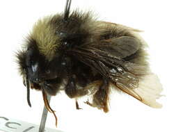 Слика од Bombus occidentalis Greene 1858