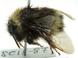 Слика од Bombus occidentalis Greene 1858