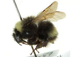 Слика од Bombus occidentalis Greene 1858