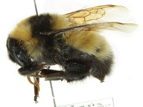 Image of Bombus kluanensis Williams & Cannings 2016