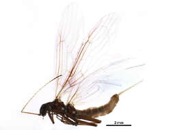 Image of Bolshecapnia milami (Nebeker & Gaufin 1967)