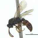 Image of <i>Stigmatomma oregonense</i>