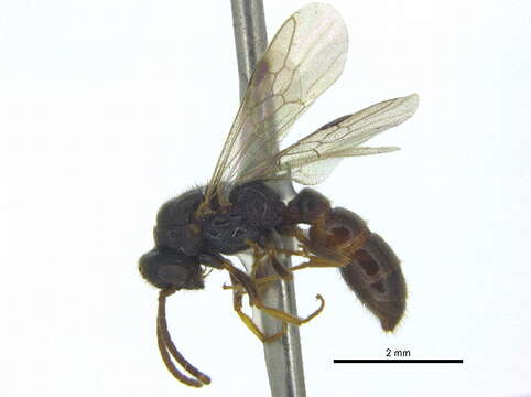 Image of <i>Stigmatomma oregonense</i>