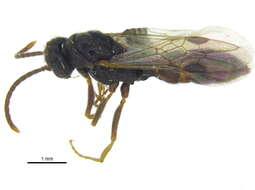 Image of <i>Stigmatomma oregonense</i>