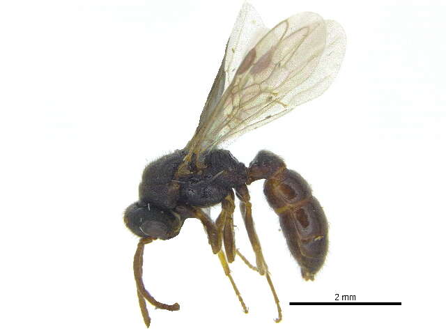 Image of <i>Stigmatomma oregonense</i>