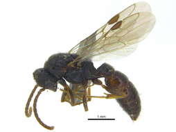 Image of <i>Stigmatomma oregonense</i>