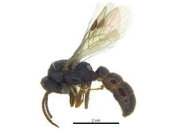 Image of <i>Stigmatomma oregonense</i>