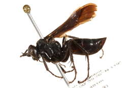 Image of Anoplius aethiops (Cresson 1865)