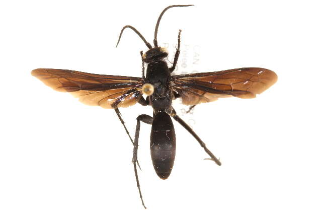 Image of Anoplius cleora (Banks 1917)