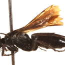 Image of Anoplius insolens (Banks 1912)