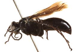 Image of Anoplius insolens (Banks 1912)