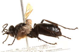 Image of Anoplius insolens (Banks 1912)