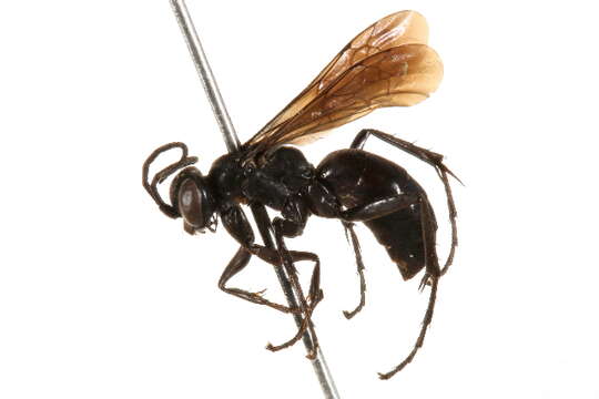 Image of Anoplius insolens (Banks 1912)