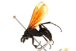 Image of Chirodamus pyrrhomelas (Walker 1866)