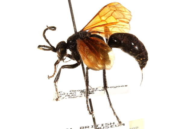 Image of Chirodamus pyrrhomelas (Walker 1866)