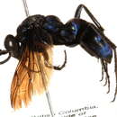 Image of Evagetes ingenuus (Cresson 1867)