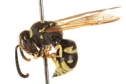 Image of yellowjackets, hornets, and paper wasps