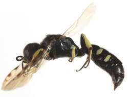 Image of Crossocerus maculipennis (F. Smith 1856)